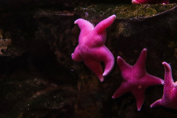 Stella marina barriera corallina acquario di genova