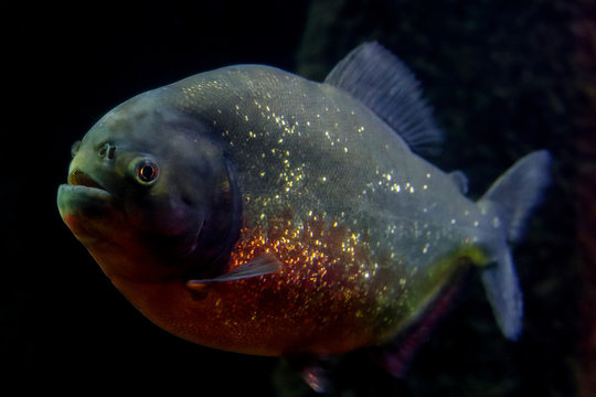 Piranha rio delle amazzoni