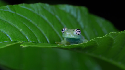 rana
