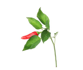 Chili pepper branch, isolated on white