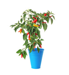 Chili pepper bush in flowerpot, isolated on white