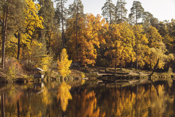 Autumn forest near the lake