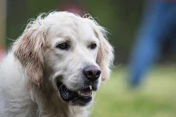 Golden retrivers