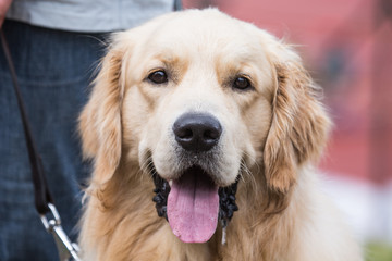 Golden retrivers