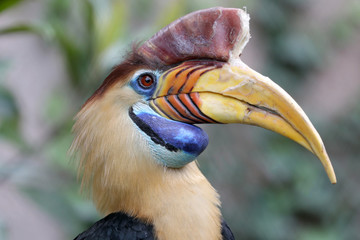 Hornbill