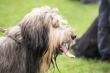 Chien
