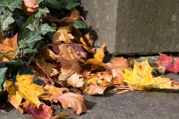 Fall autumn leaves on the ground, copy space