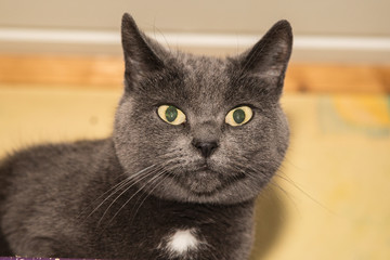 Chat européen