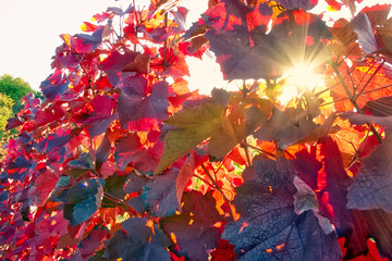 Vineyard Rows Wine Outdoors Daytime Changing Seasons Fall Autumn Leaves Colorful Farming Agriculture Warm Colors Bright Red