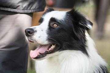 Border collie
