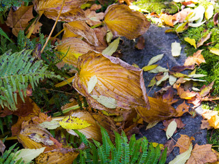 Fall autumn leaves on the ground, copy space