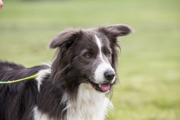 Border collie