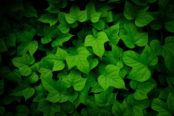 Fototapeta premium green leaf texture with vignette