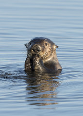 Sea Otter