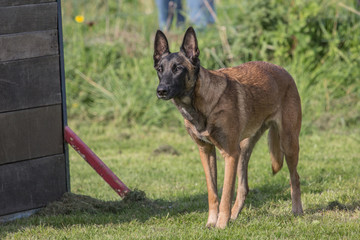 Malinois