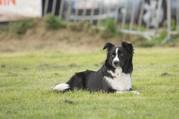 Border collie