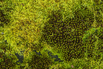 green moss background texture beautiful in nature. Close-up