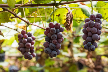 樹上の葡萄の実