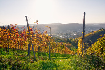 Obraz premium Vineyard Rows Wine Outdoors Daytime Changing Seasons Fall Autumn Leaves Colorful Farming Agriculture Warm Colors