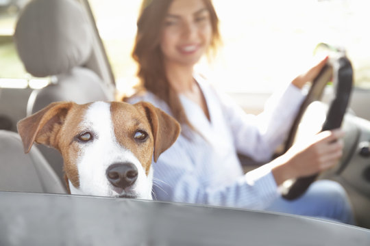 Beautiful Young Woman With Cute Dog In Car