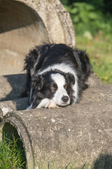 Border collie