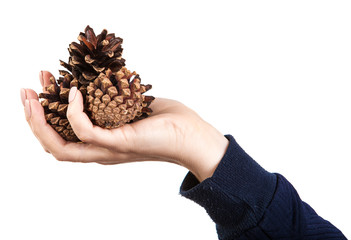 pine cones in a woman's hand. Isolated on white background