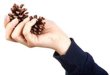 pine cones in a woman's hand. Isolated on white background