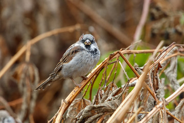 house sparrow bird