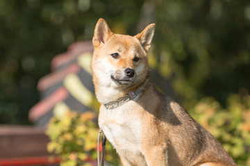 Shiba