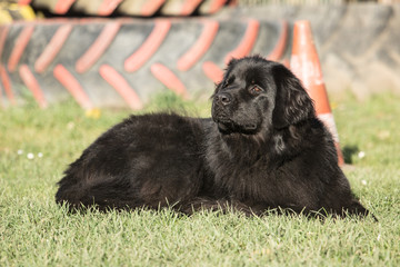 Fototapeta premium Terre neuve