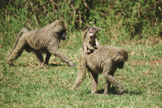 African baboons