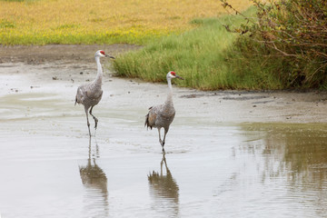 Sandhill crane bird