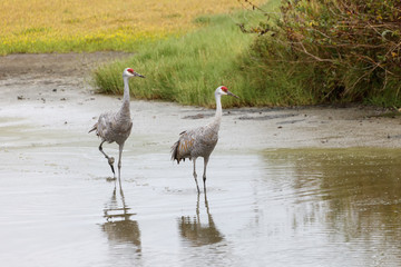 Sandhill crane bird