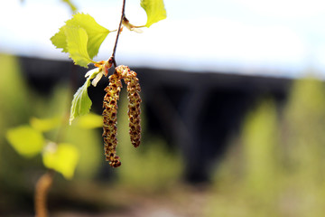 Blossoming Birch Earring