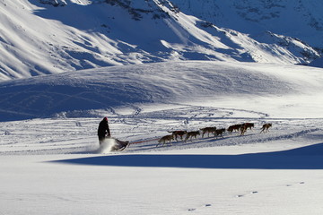 SLED DOG IN WINTER MOUNTAIN LANDSCAPE