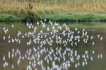 flock flying sandpiper
