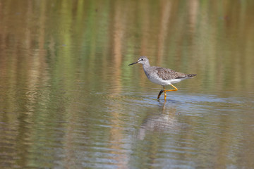 Greater yellowlegs bird