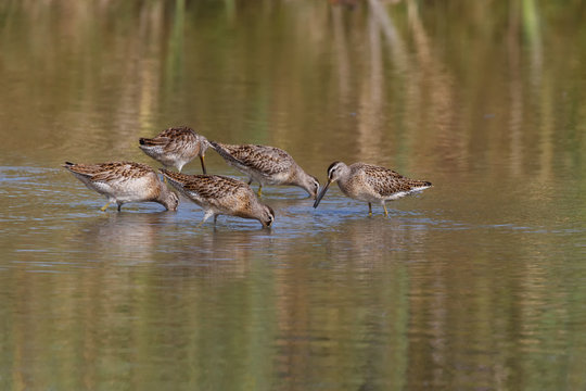 Long Billed Dowitcher