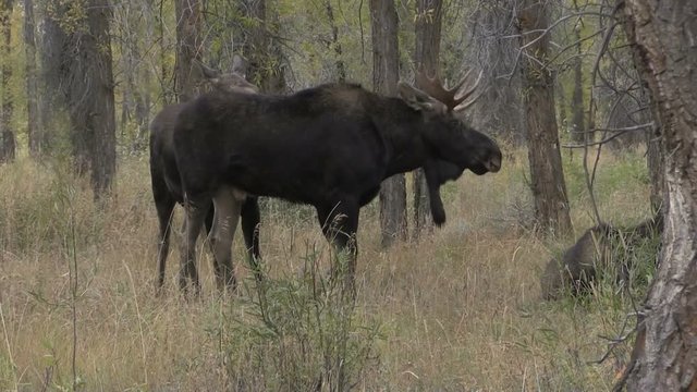 Bull Moose in the Fall Rut