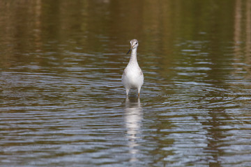 Greater yellowlegs bird