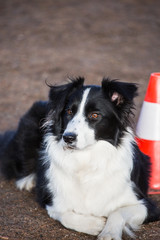 Border collie