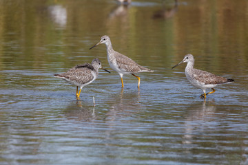 Greater yellowlegs bird