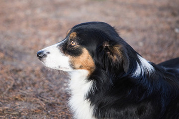 Border collie