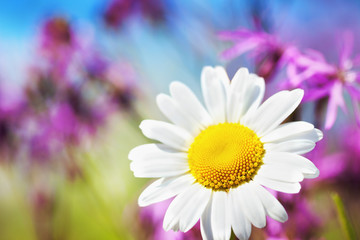 Chamomile among flowers