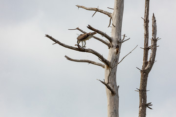 Osprey with fish