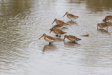 Long billed dowitcher