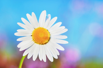 Naklejka premium Chamomile among flowers