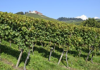 Fototapeta na wymiar view across Vineyards on a hill with castle Staufenberg in the background, near Durbach Ortenau, Baden Germany