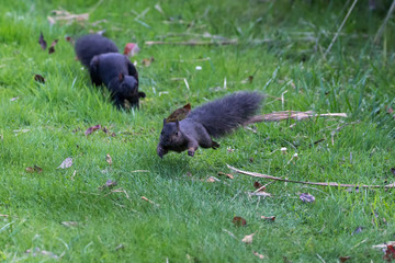 Eastern grey squirrels