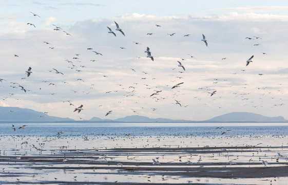  flock flying gulls